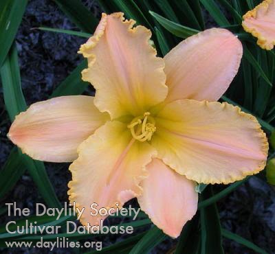 Daylily Heavens Rejoice